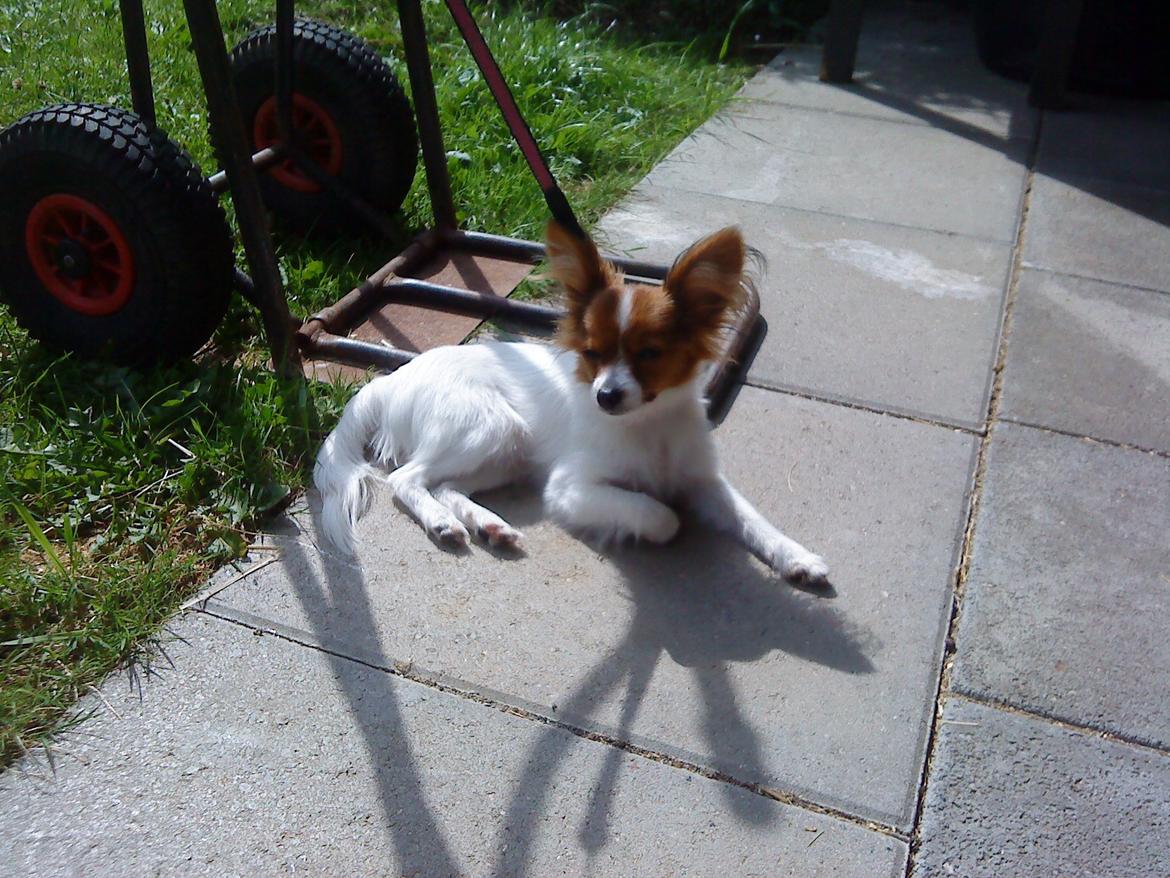 Papillon Bailey billede 19