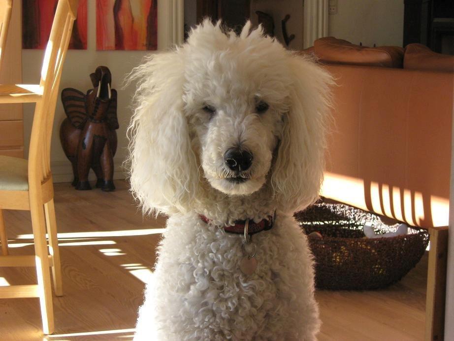 Storpuddel Sonni billede 1