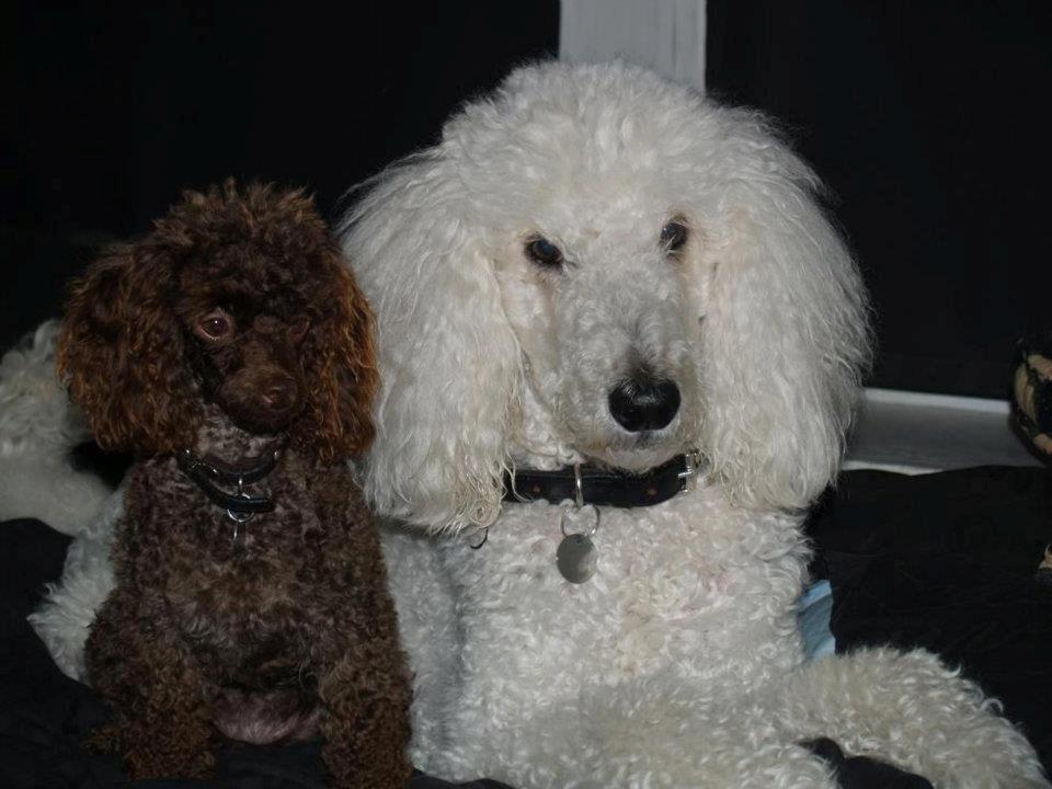 Storpuddel Sonni billede 4