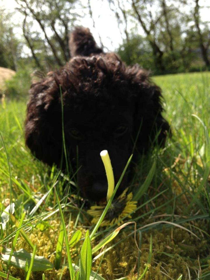 Toypuddel Seija billede 5