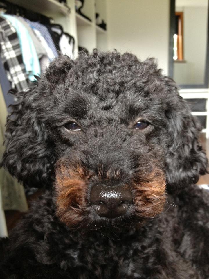 Toypuddel Seija billede 1