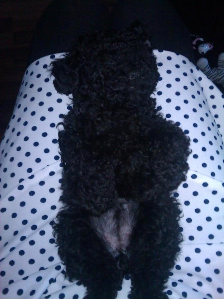 Toypuddel Seija billede 7