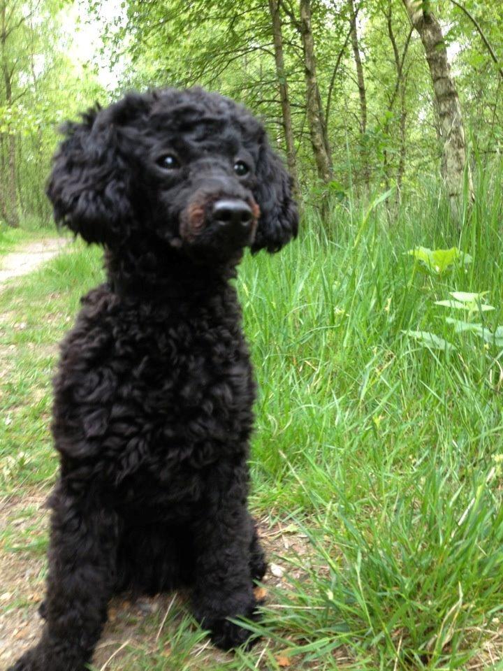 Toypuddel Seija billede 6