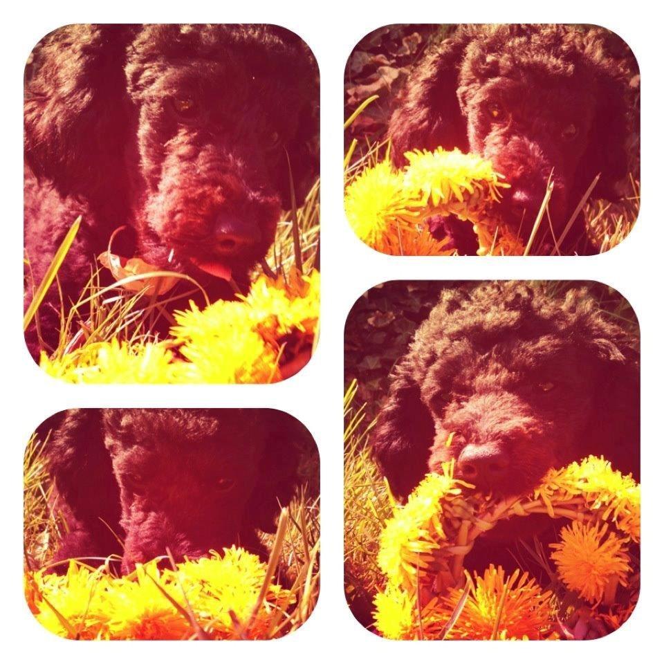 Toypuddel Seija billede 8