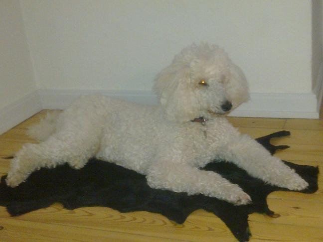 Storpuddel Sonni billede 5