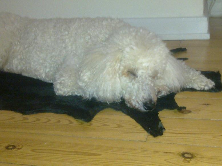 Storpuddel Sonni billede 6