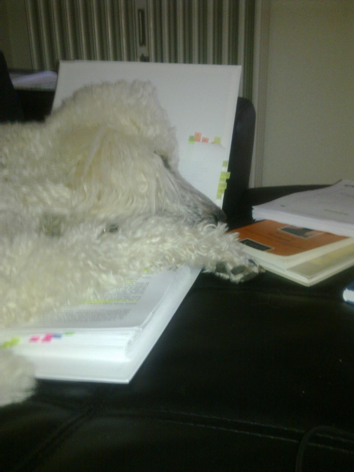 Storpuddel Sonni billede 2