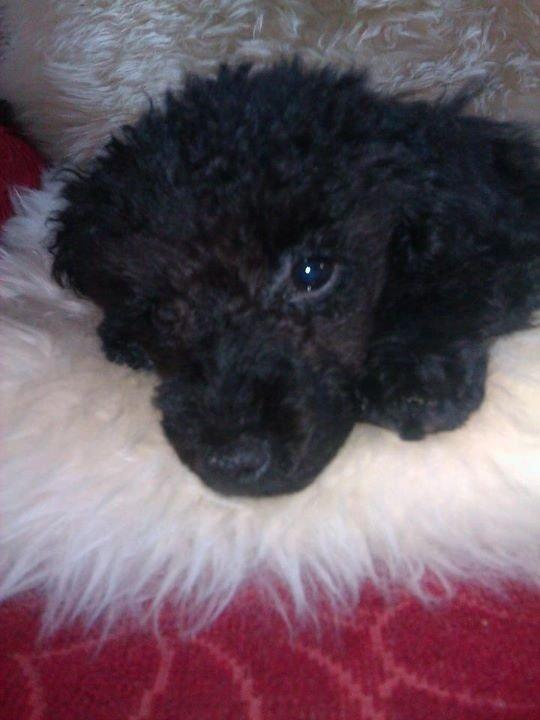 Toypuddel Seija billede 9