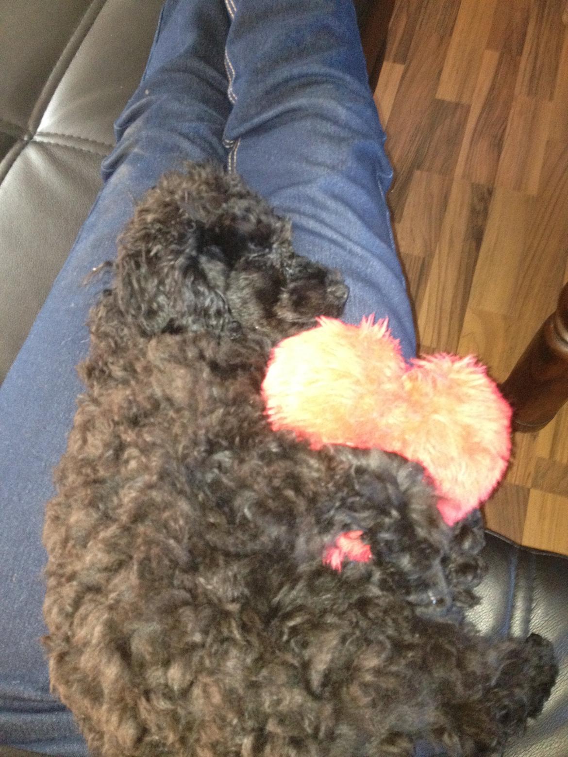 Toypuddel Seija billede 10