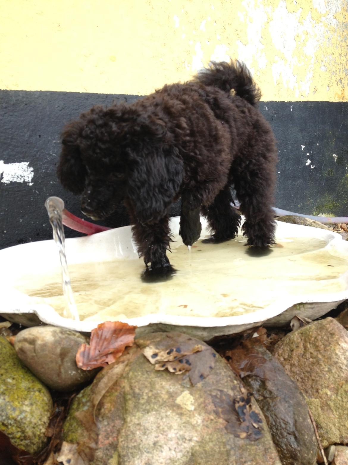 Toypuddel Seija billede 4