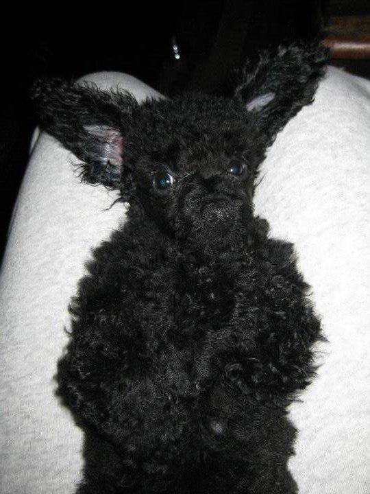 Toypuddel Seija billede 2