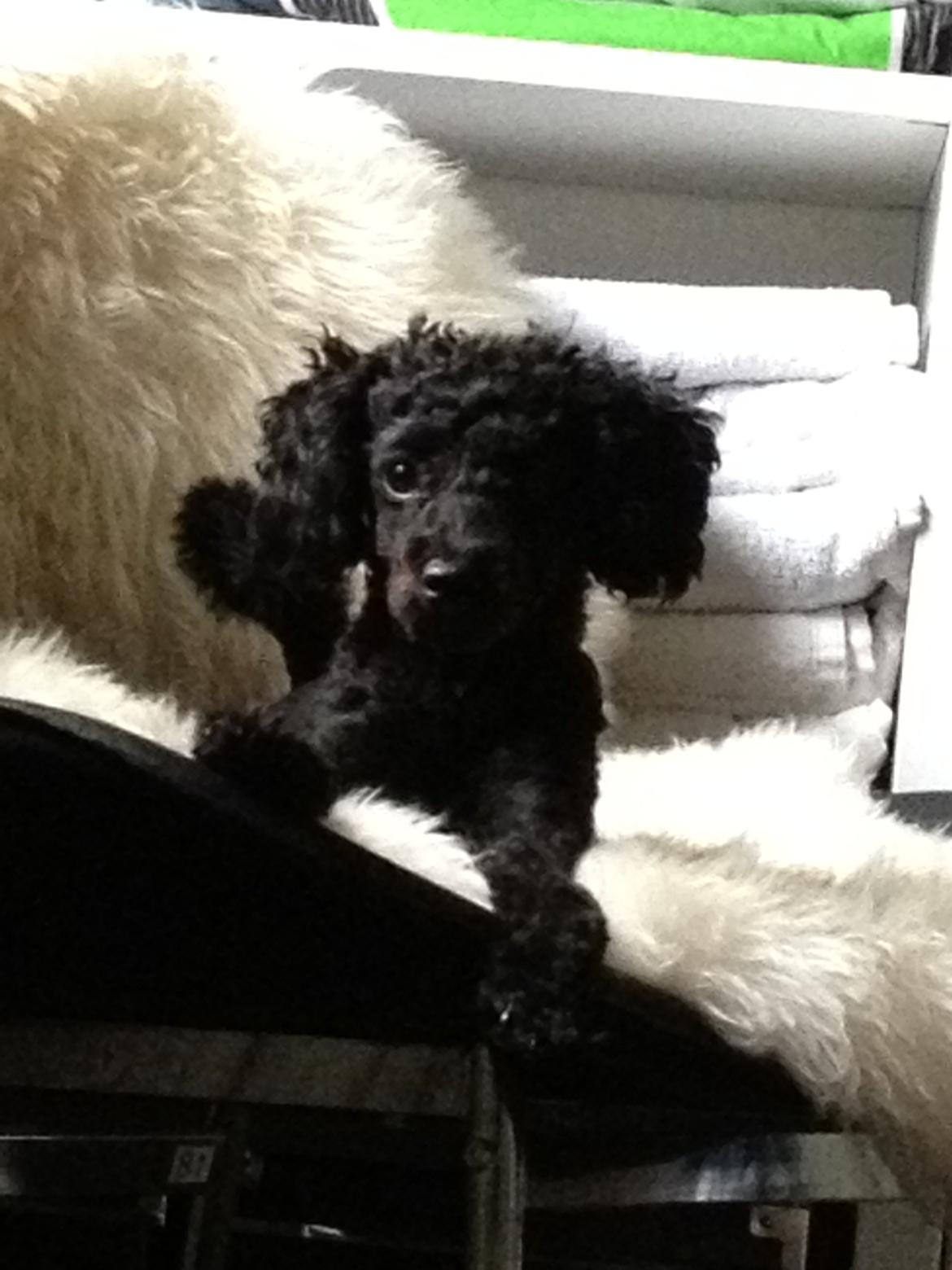 Toypuddel Seija billede 3