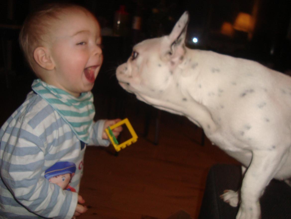 Fransk bulldog Berta billede 4