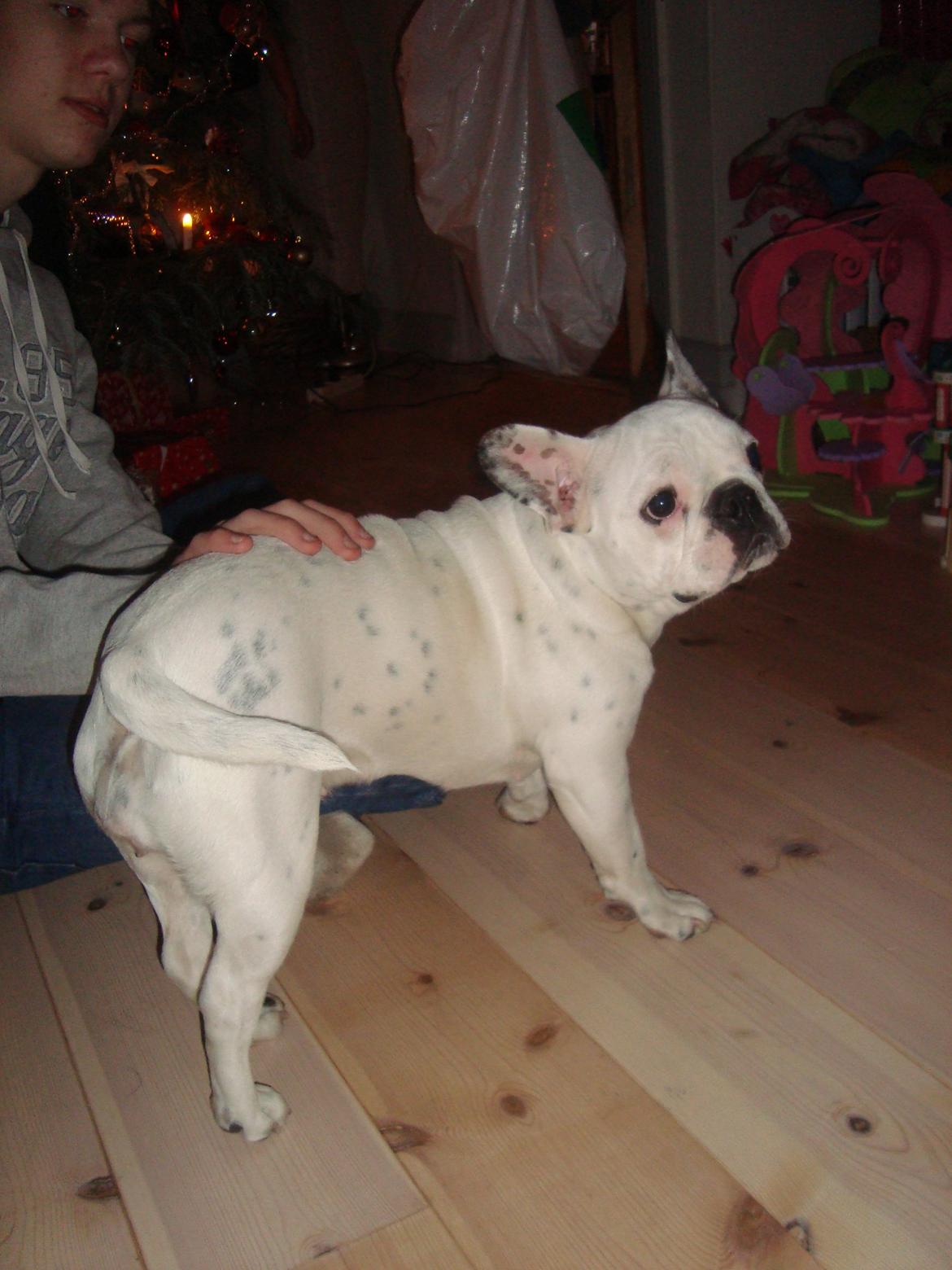 Fransk bulldog Berta billede 6
