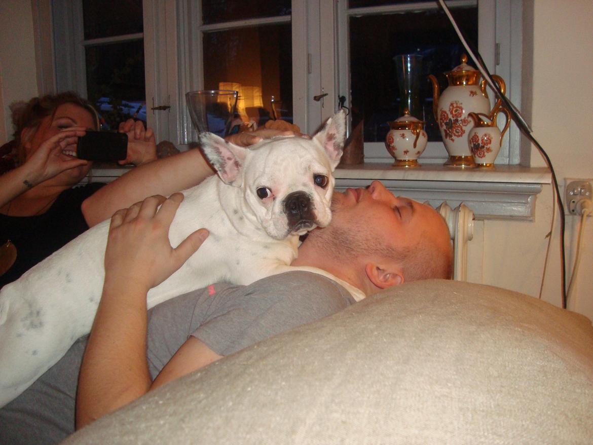 Fransk bulldog Berta billede 7