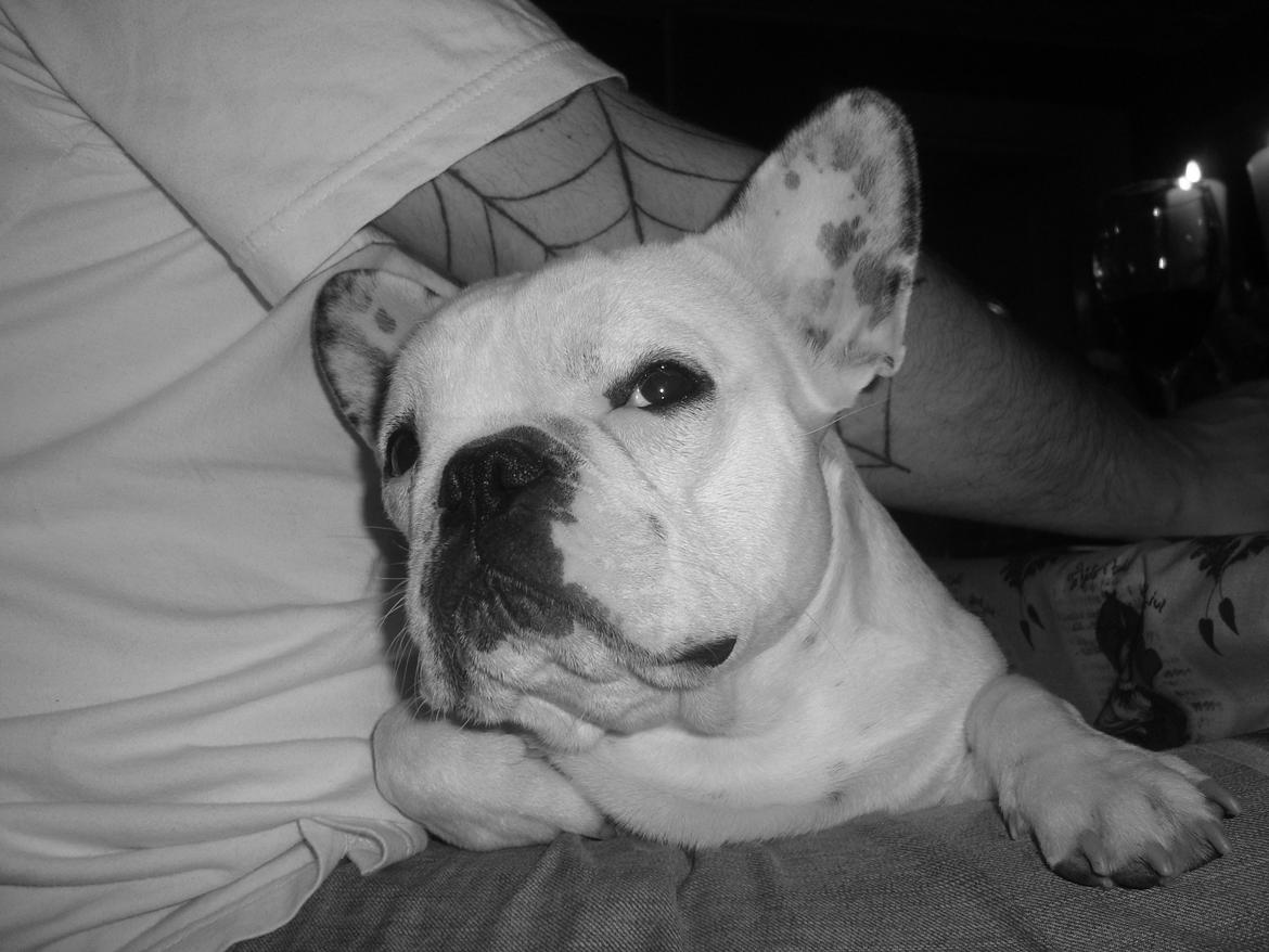 Fransk bulldog Berta billede 8