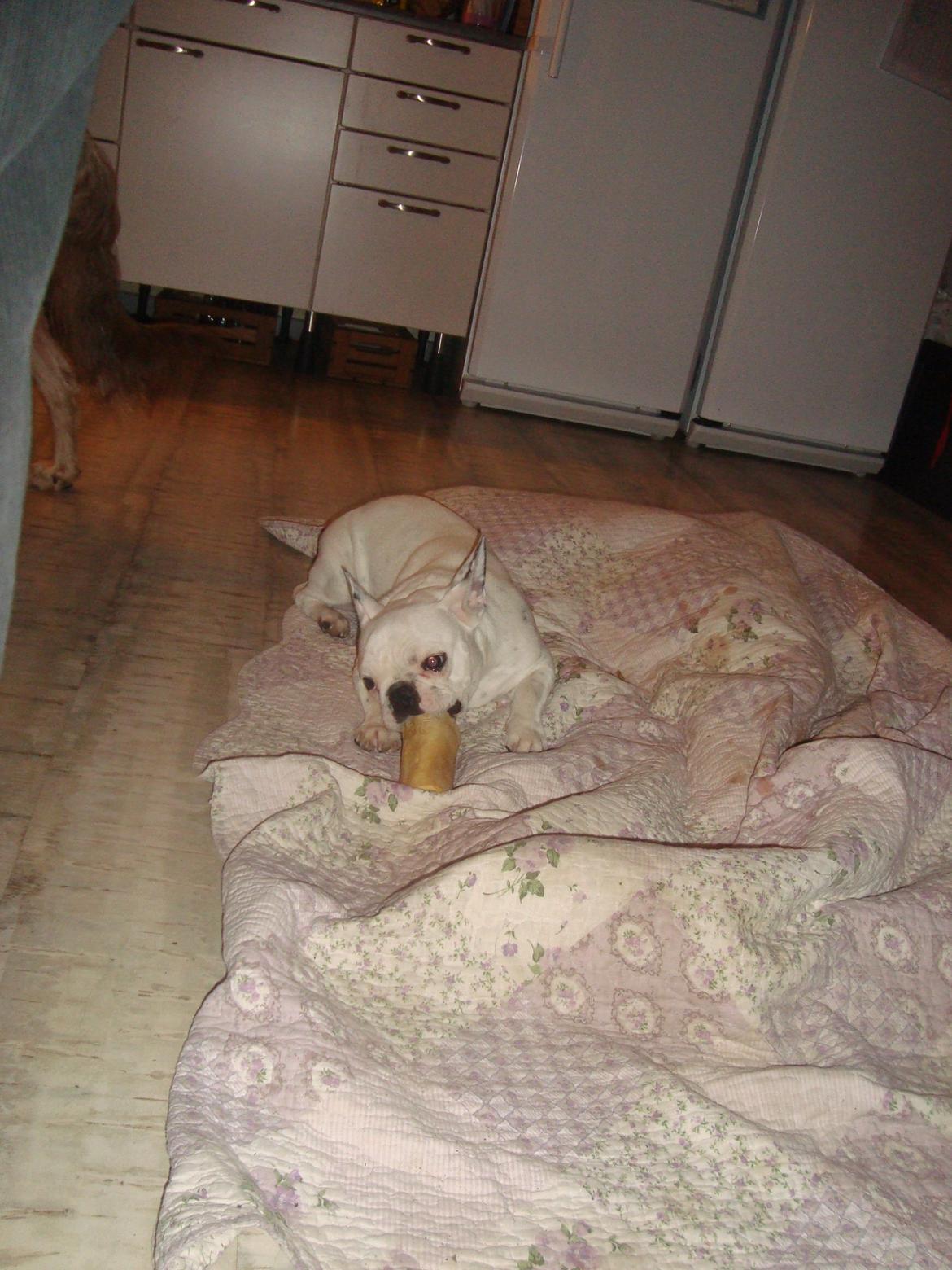 Fransk bulldog Berta billede 9