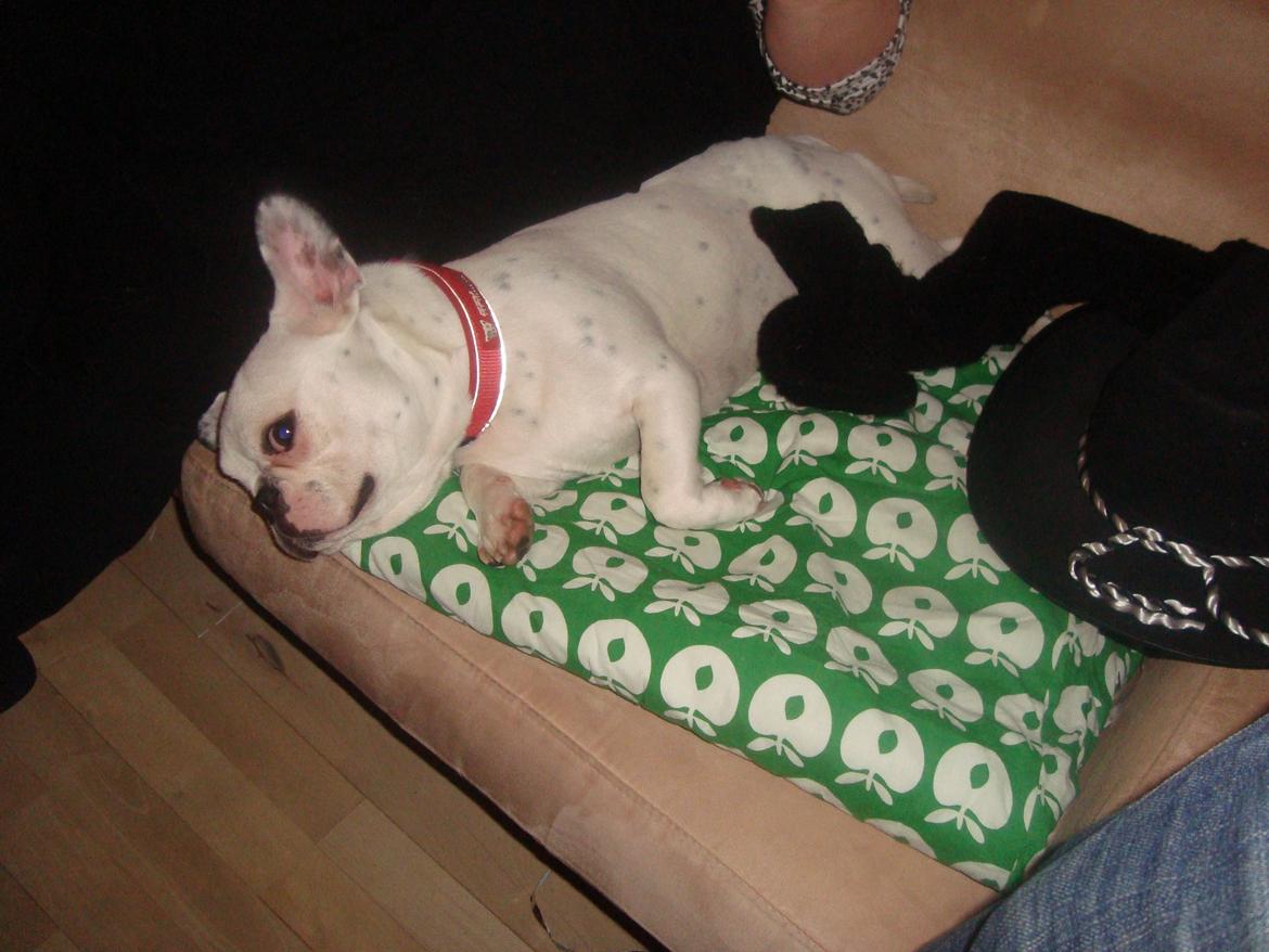 Fransk bulldog Berta billede 10