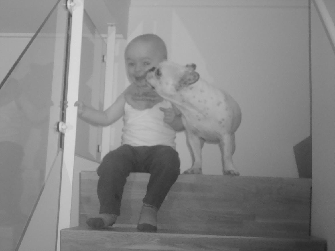 Fransk bulldog Berta billede 11