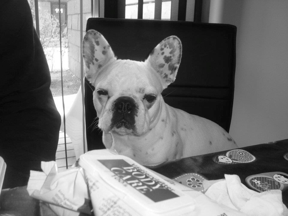 Fransk bulldog Berta billede 12