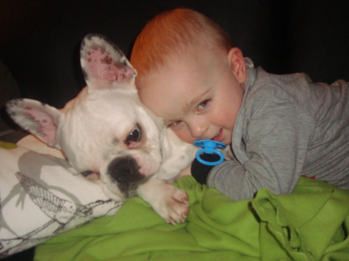 Fransk bulldog Berta billede 13