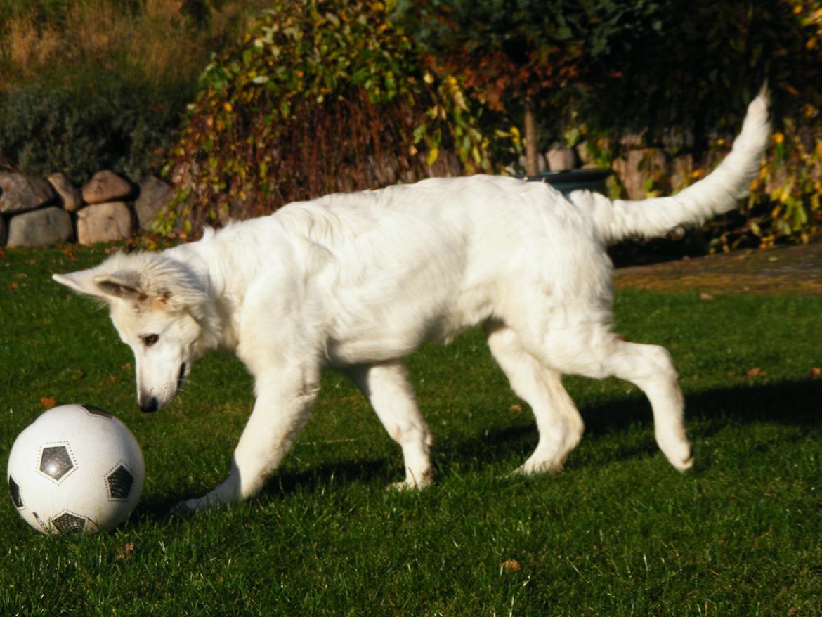 Hvid Schweizisk Hyrdehund Fnug billede 1