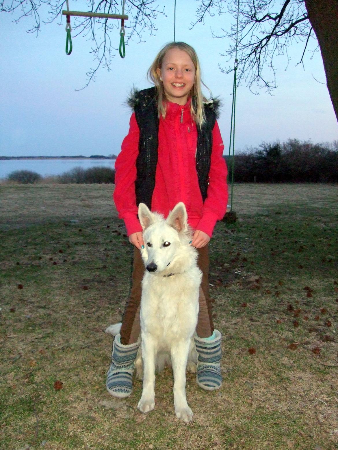 Hvid Schweizisk Hyrdehund Fnug billede 2