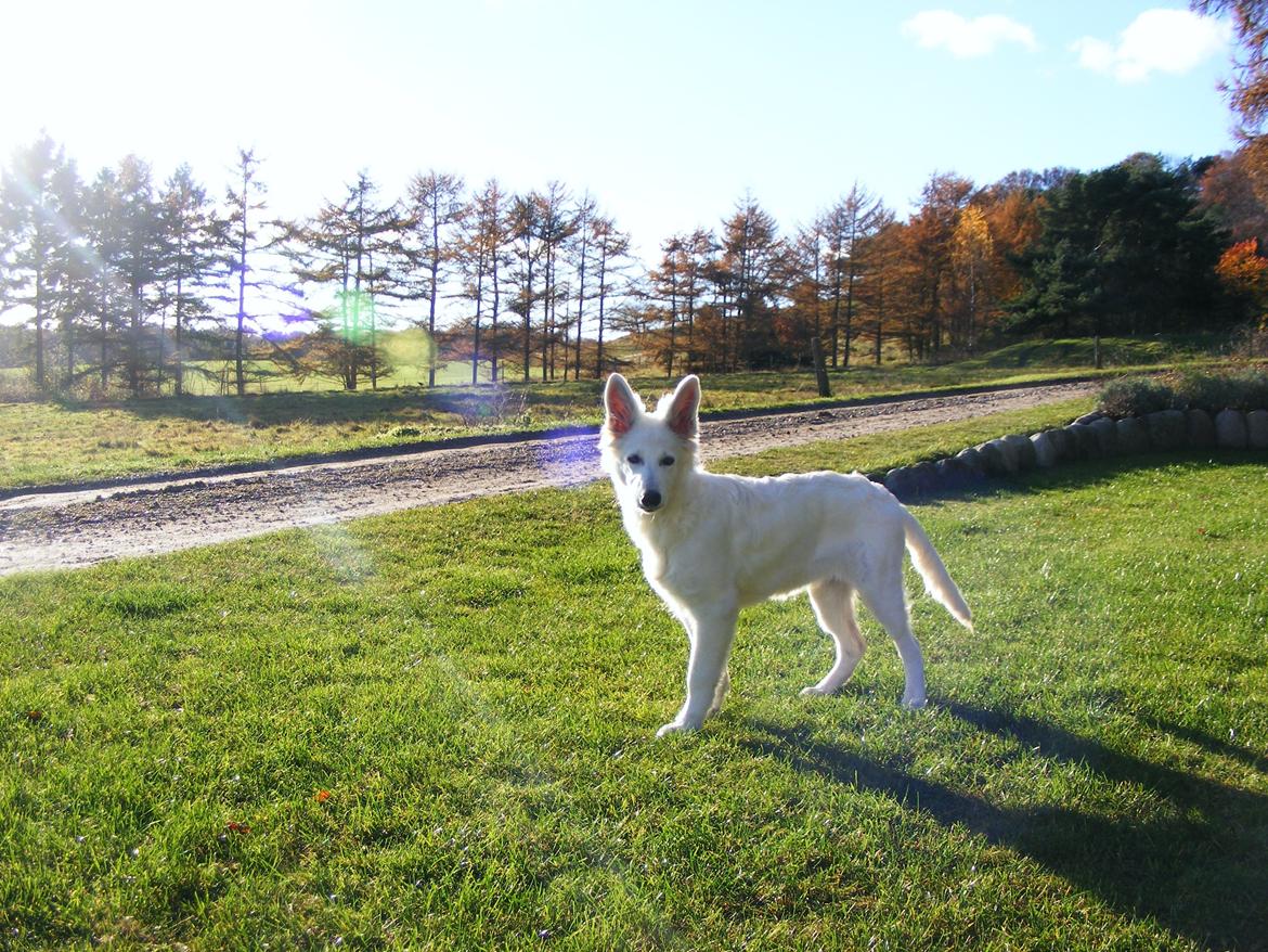 Hvid Schweizisk Hyrdehund Fnug billede 3