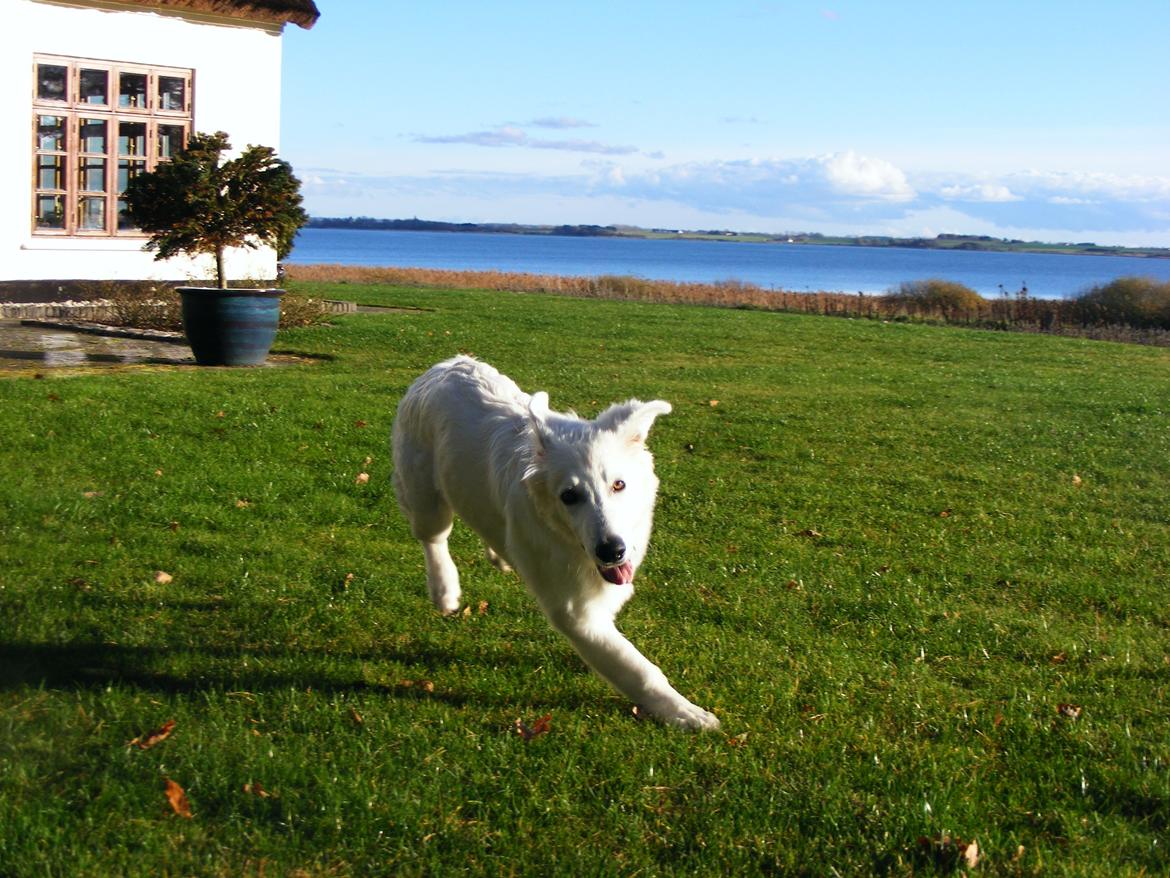 Hvid Schweizisk Hyrdehund Fnug billede 4