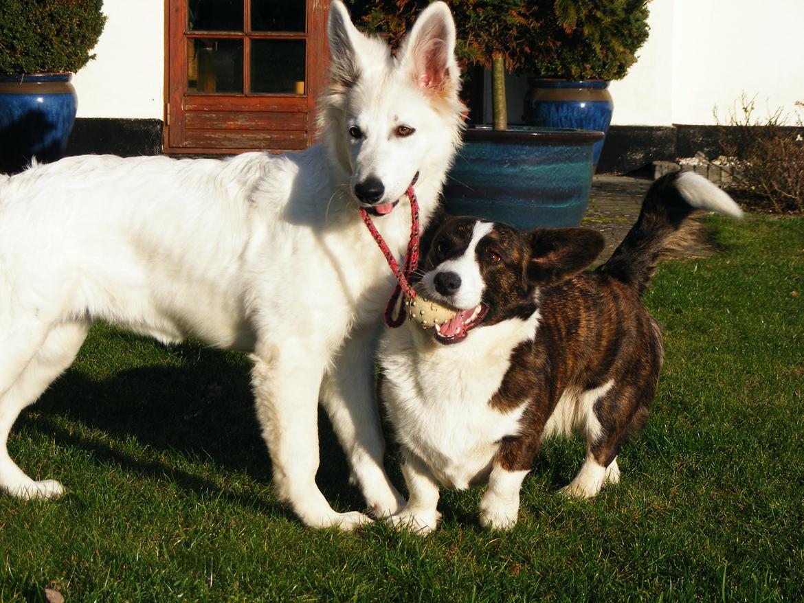 Hvid Schweizisk Hyrdehund Fnug billede 5