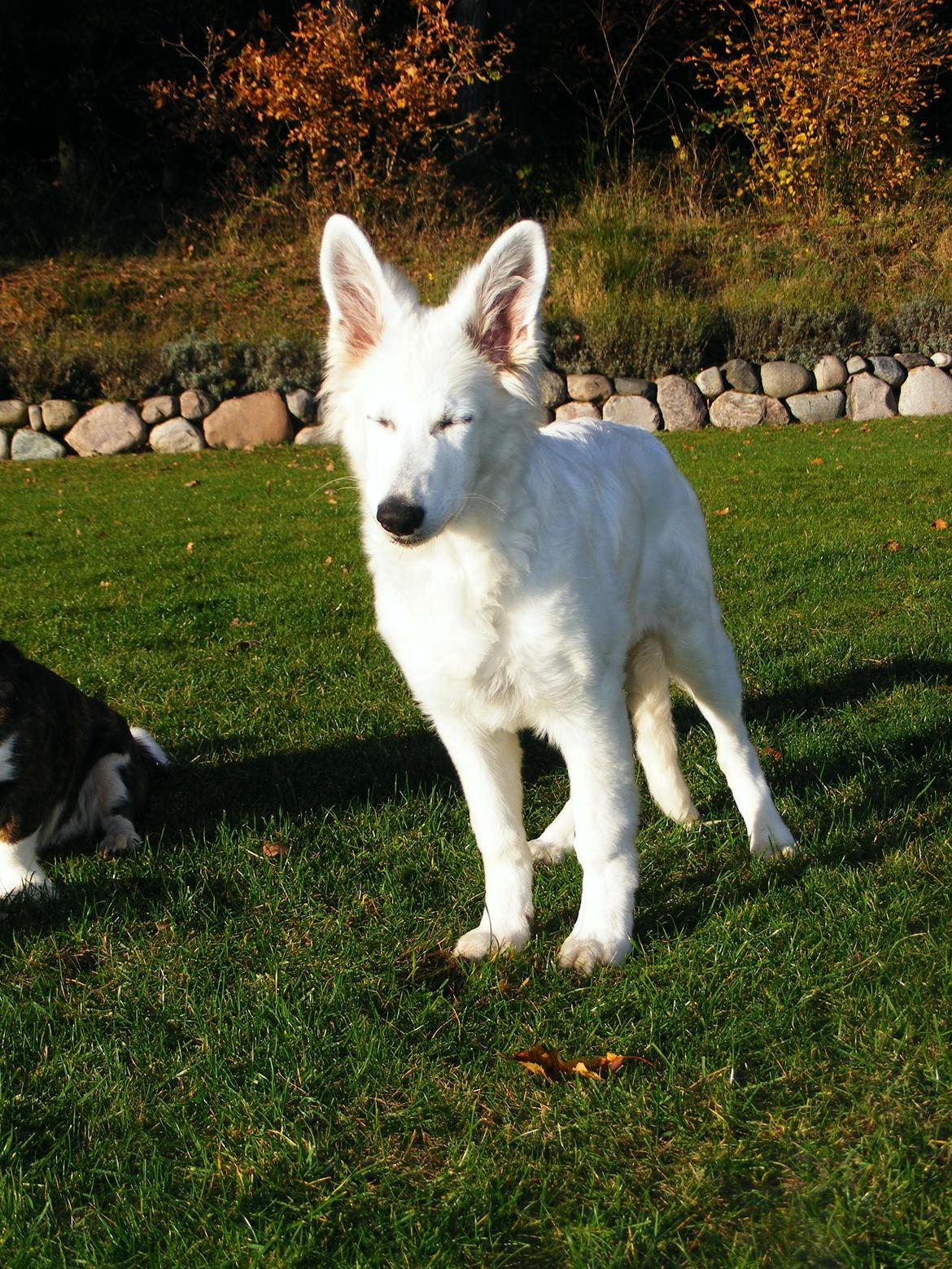 Hvid Schweizisk Hyrdehund Fnug billede 6