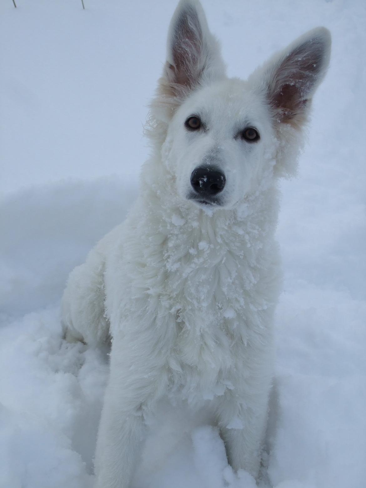 Hvid Schweizisk Hyrdehund Fnug billede 7