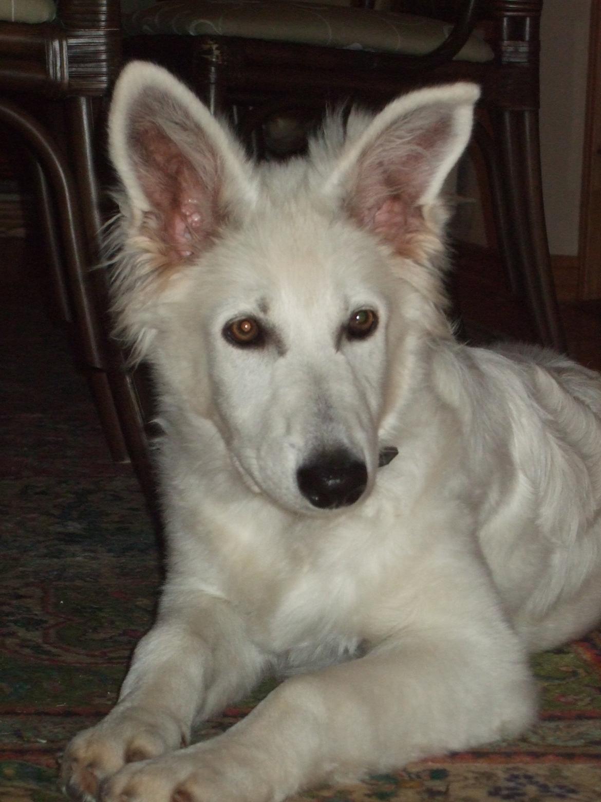 Hvid Schweizisk Hyrdehund Fnug billede 8