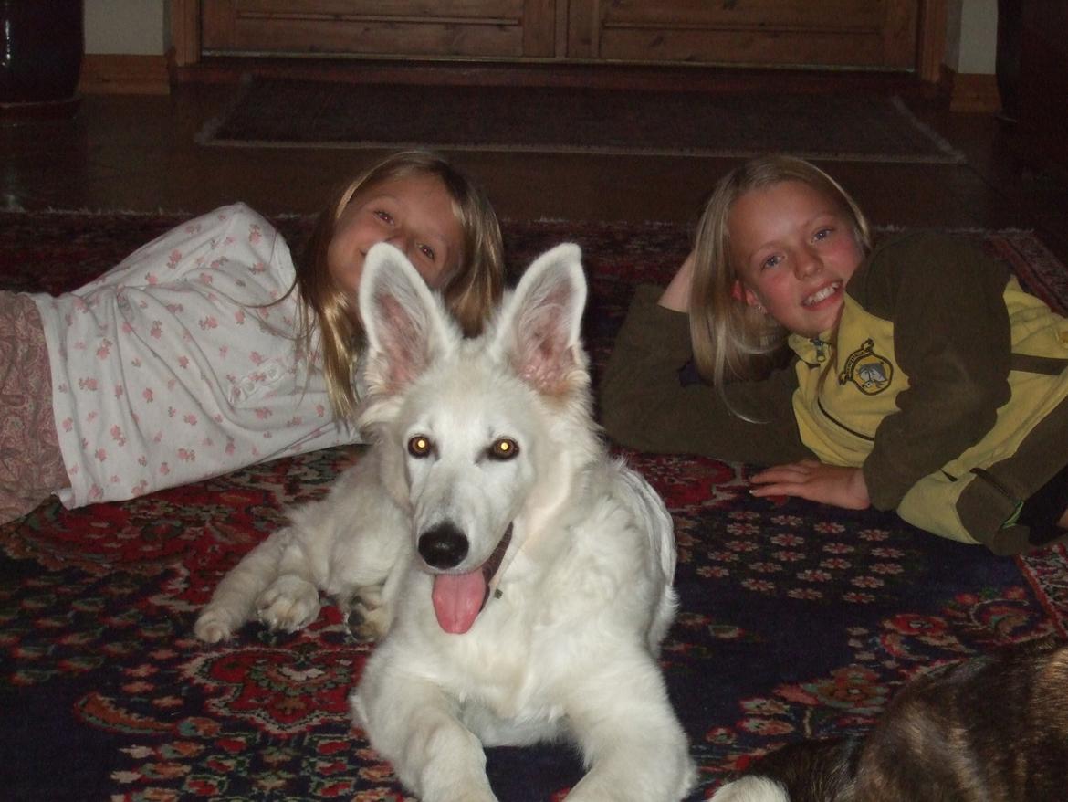 Hvid Schweizisk Hyrdehund Fnug billede 9