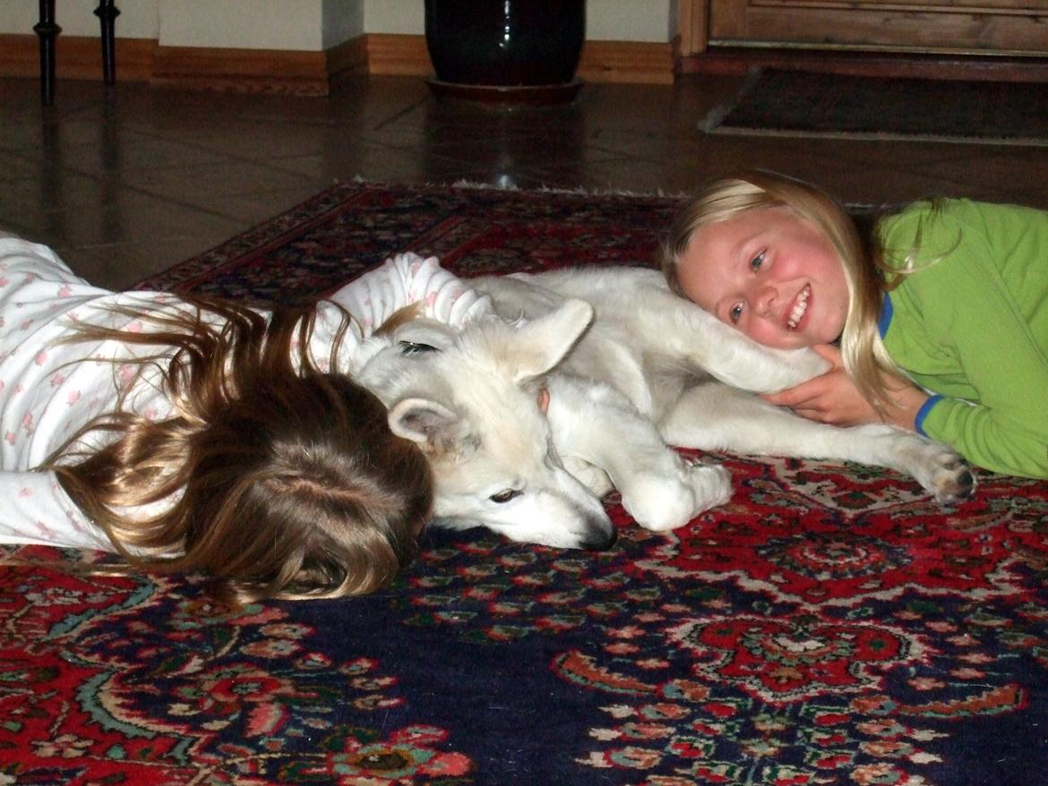 Hvid Schweizisk Hyrdehund Fnug billede 10