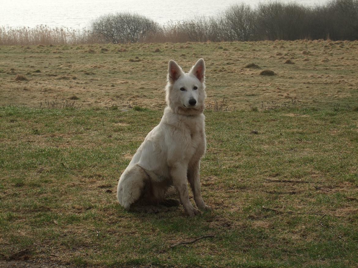 Hvid Schweizisk Hyrdehund Fnug billede 11
