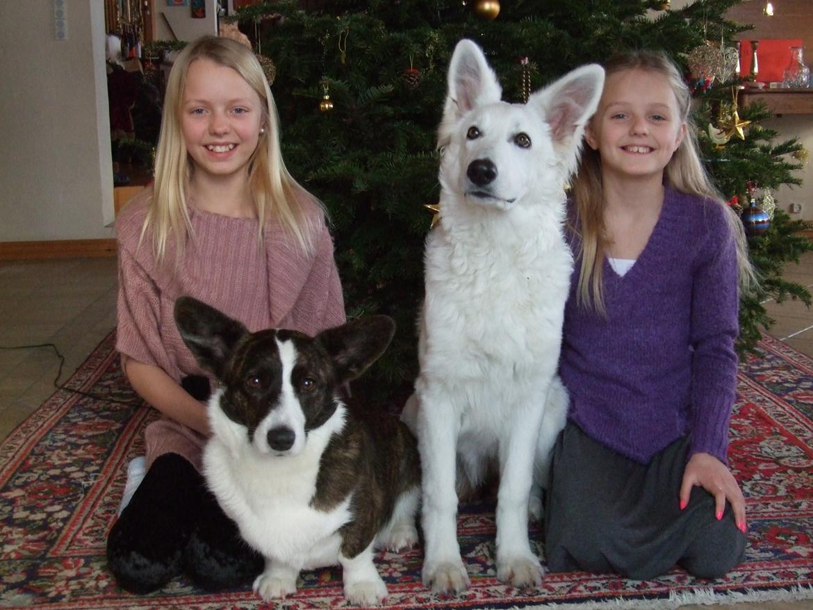 Hvid Schweizisk Hyrdehund Fnug billede 12