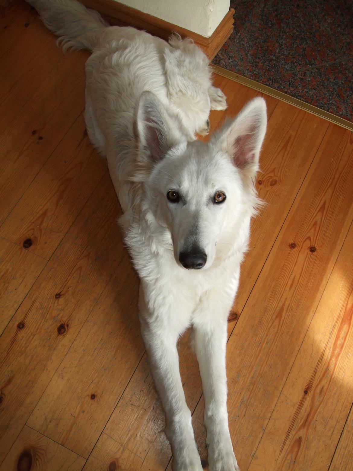 Hvid Schweizisk Hyrdehund Fnug billede 13