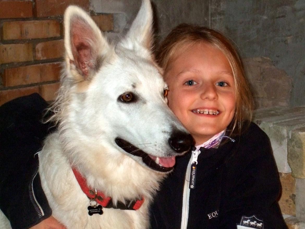 Hvid Schweizisk Hyrdehund Fnug billede 14