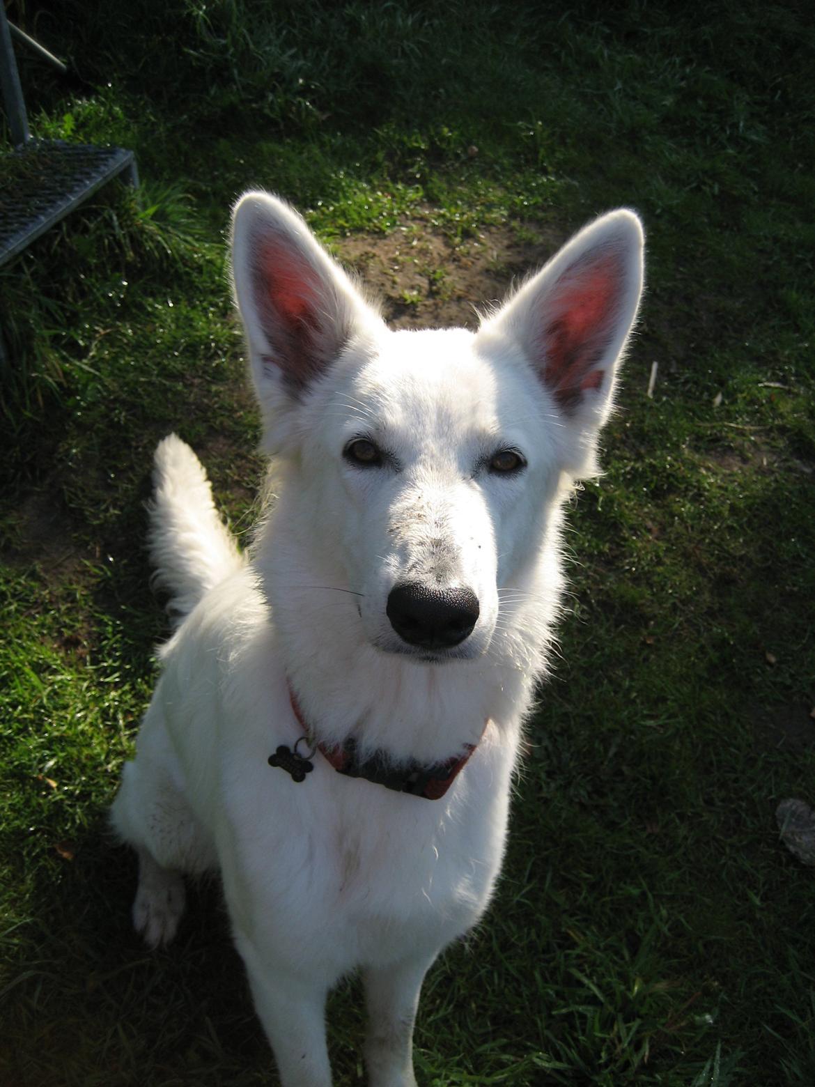 Hvid Schweizisk Hyrdehund Fnug billede 15