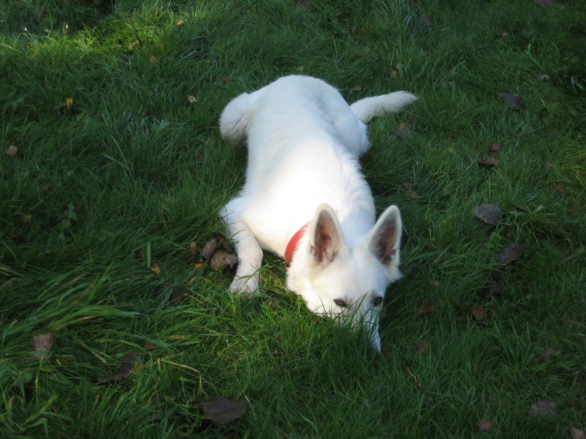 Hvid Schweizisk Hyrdehund Fnug billede 16