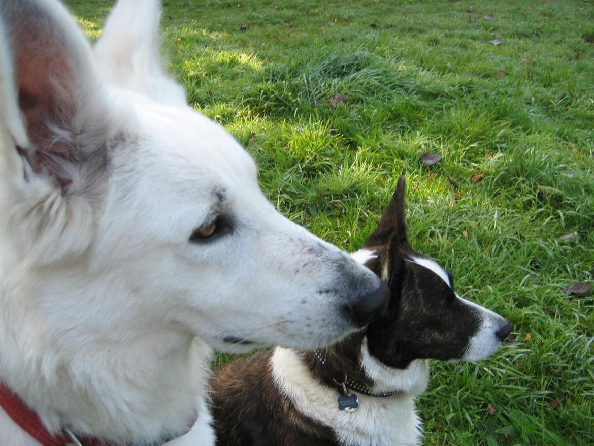 Hvid Schweizisk Hyrdehund Fnug billede 17