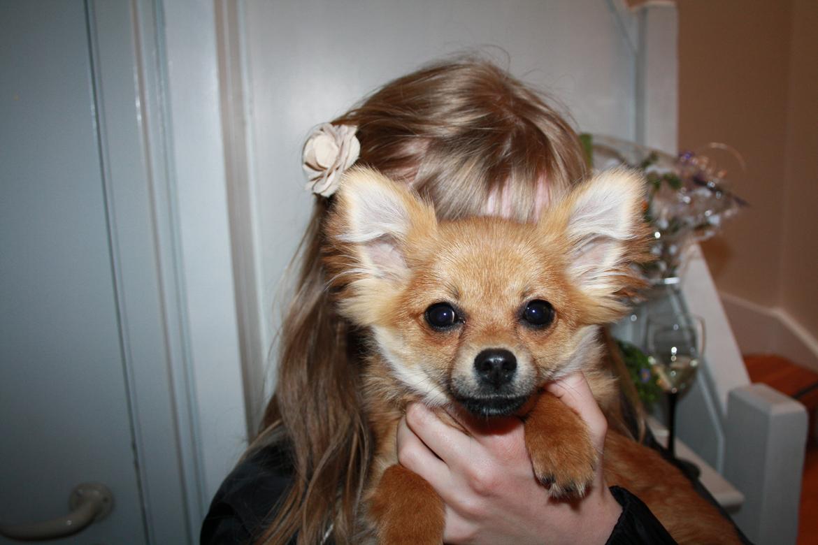 Blanding af racer cille billede 14