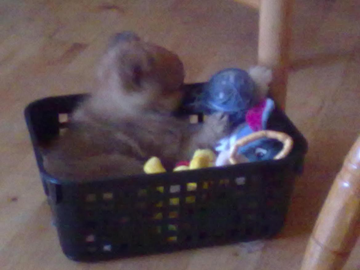 Blanding af racer cille - ja lege tøjet er det bedste billede 16