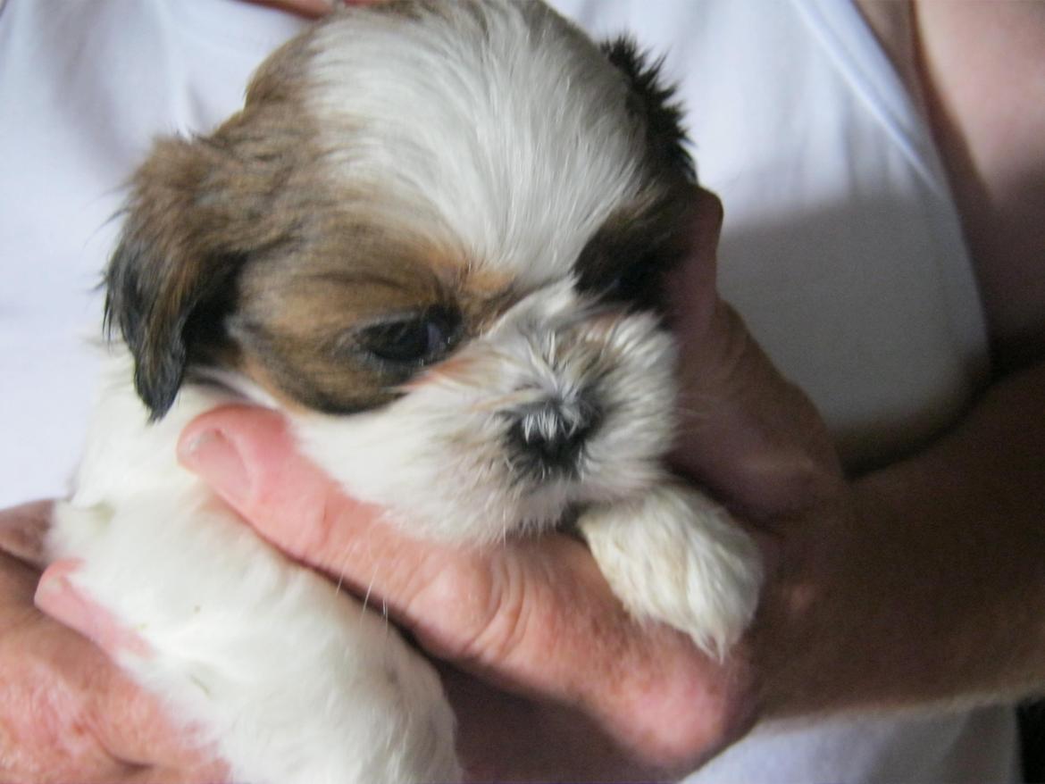 Shih tzu Aiyo billede 15