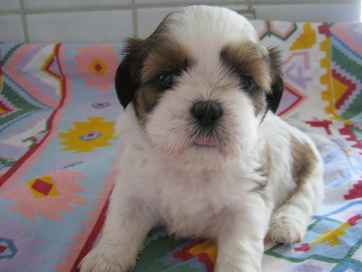 Shih tzu Aiyo billede 16