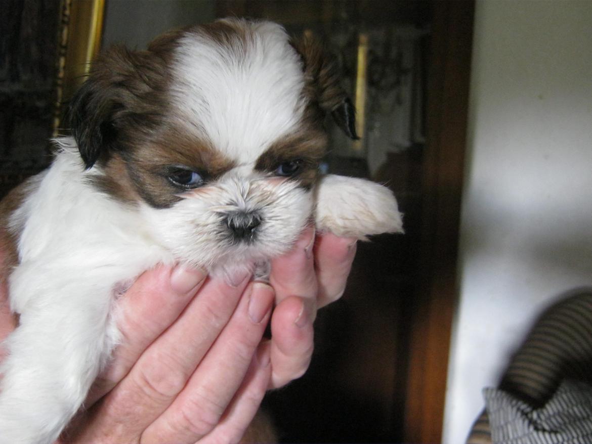 Shih tzu Aiyo billede 20