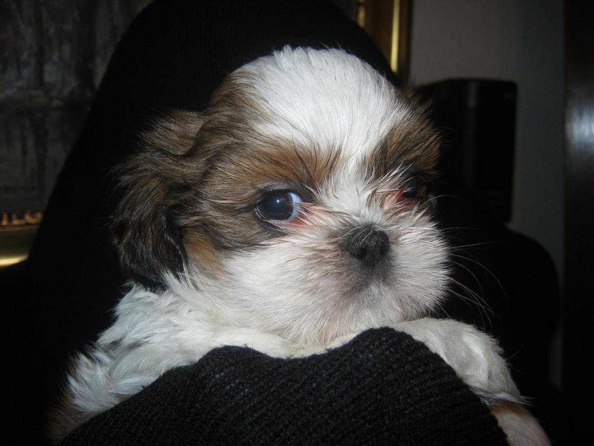 Shih tzu Aiyo billede 21