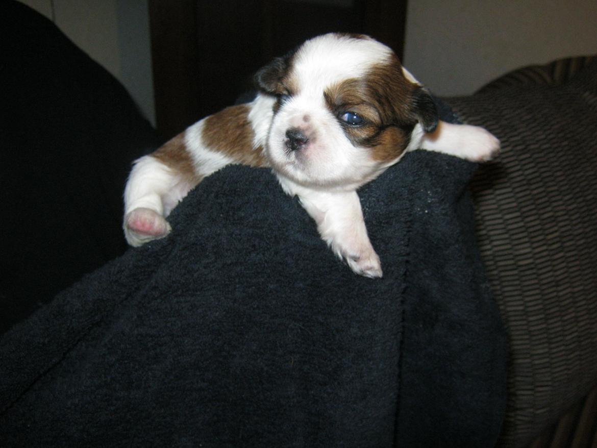 Shih tzu Aiyo billede 25