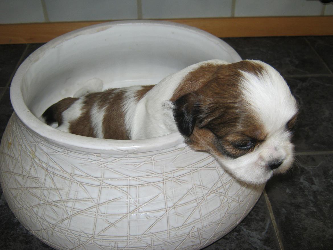 Shih tzu Aiyo billede 27